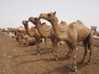 モーリタニアラクダ市場 ラクダ市場